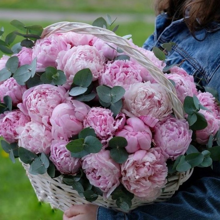 51 пион в корзине в Сиде